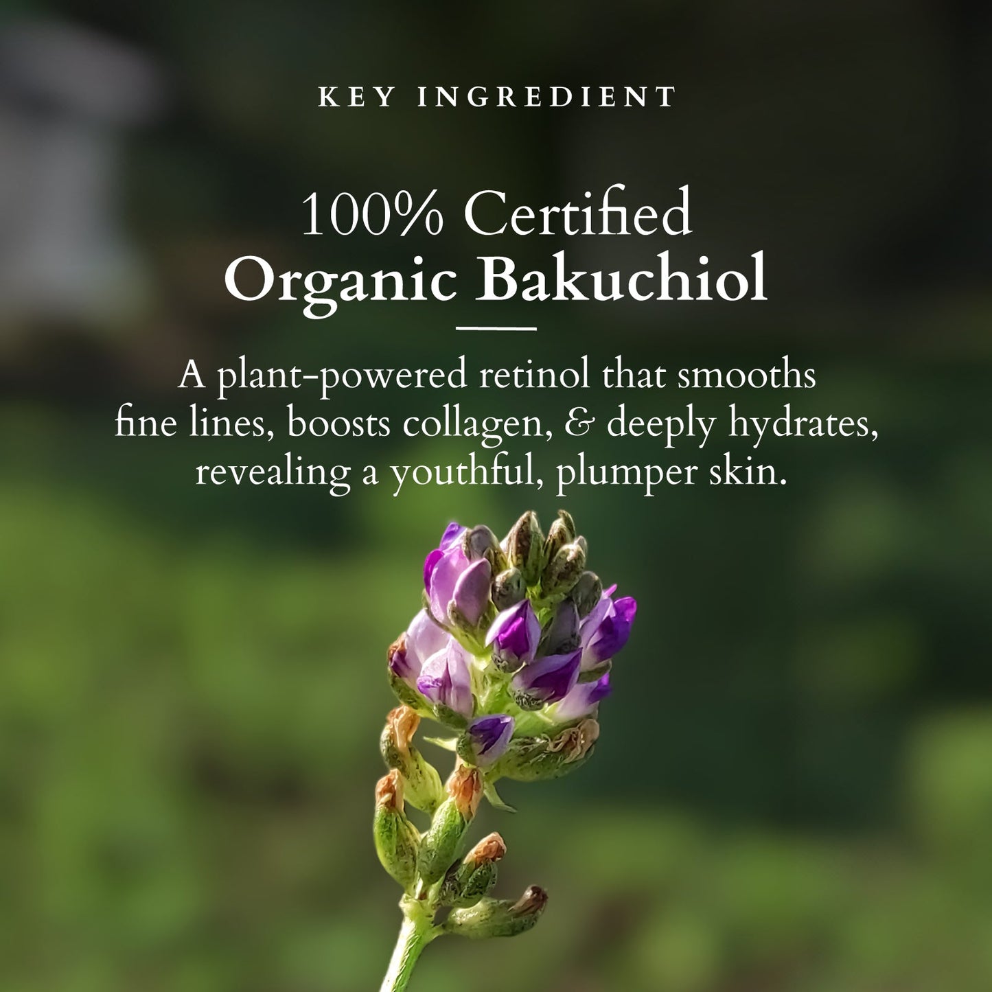 Bakuchiol Plant Retinol Crème